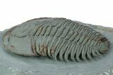Lower Cambrian Trilobite (Longianda) - Issafen, Morocco #249257-3